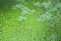Common Duckweed (Lemna minor L.)