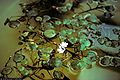 Variableleaf water hyacinth (Eichhornia diversifolia)
