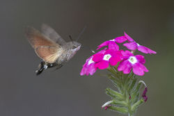 Humming bird moth.jpg