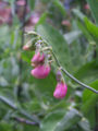 Sweet peas (L. tuberosus) Genus: Lathyrus