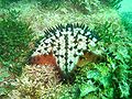 Chocolate-Chip Starfish (Protoreaster nodosus) Order: Valvatida