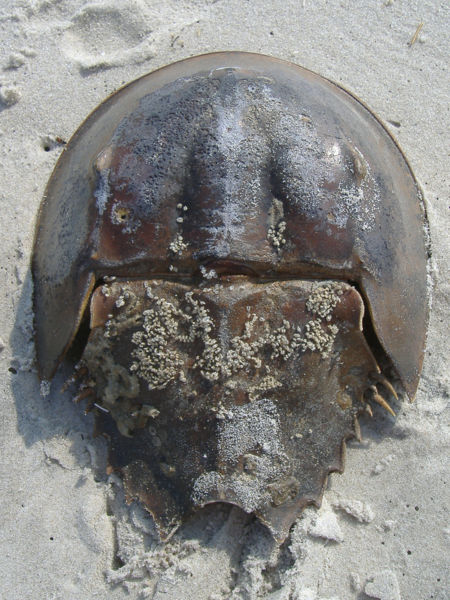 File:Abandonedhorseshoecrabshell.jpg