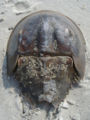 An abandoned exoskeleton of the horseshoe crab.