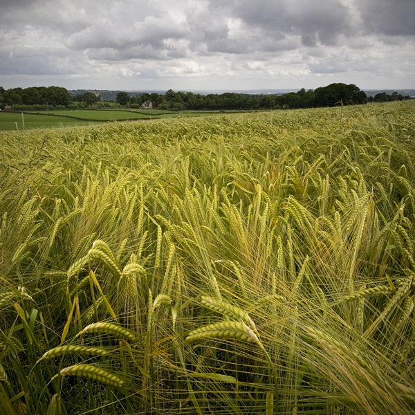 File:Barly-field.jpg