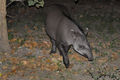 Lowland tapir (T. terrestris)