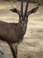 Cuvier's Gazelle (Gazella cuvieri) Species: Gazella cuvieri