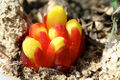 C. hypocystis Genus:Cytinus