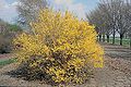 Golden Bell (Forsythia suspensa)