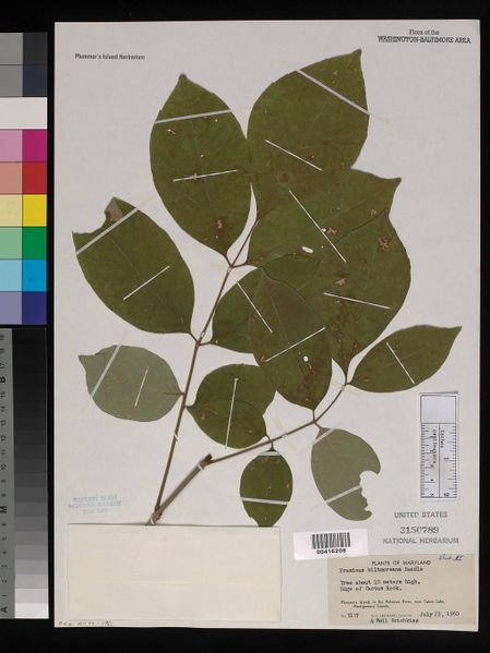 File:Fraxinus americana.jpg