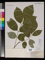 White-Ash (Fraxinus americana) Fraxinus