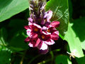 Kudzu (lobata) Pueraria