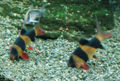 Clown Loach (Chromobotia macracanthus) Order: Cypriniformes