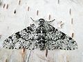 Peppered Moth (Biston betularia ) Family: Geometridae Genus: Biston