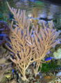 Sea fan (Pinnigorgia sp.) Family: Gorgoniidae
