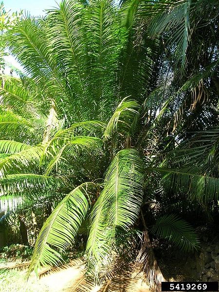 File:Queen sago.jpg