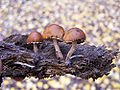 Thumbnail for version as of 05:14, 4 March 2009