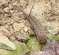 Silverfish (Ctenolepisma ciliata)