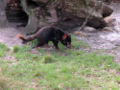 Tasmanian devil (sarcophilus harrisii)