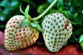 unripe white strawberry