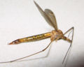 A mosquito up close.
