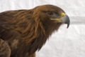 Golden eagle hooked beak for tearing prey