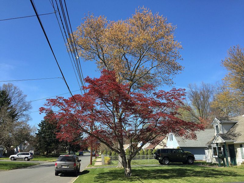 File:A Japanese Maple (foreground) and Red Maple (background) during spring along Terrace Boulevard in Ewing, New Jersey.jpg