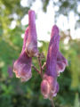 Northern Wolfsbane (Aconitum septentrionale)