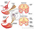 Thumbnail for version as of 08:47, 2 November 2012