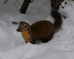 American Marten 1.jpg