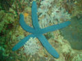 Blue sea star (Linckia laevigata) Order: Valvatida