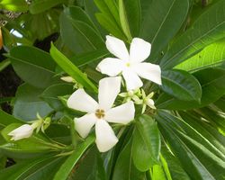 Cerbera odollam Flowers.JPG