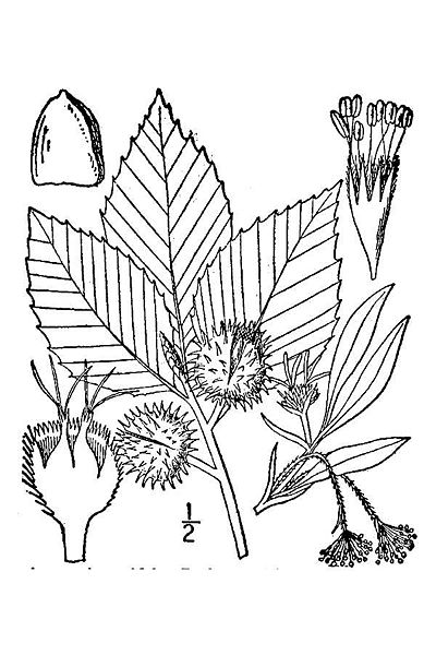 File:Fagus2.jpg
