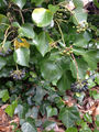 Madeiran Ivy (H. maderensis )