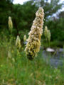 Meadow Foxtail (Alopecurus pratensis) Family: Poaceae