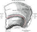 Left parietal bone - outer surface.