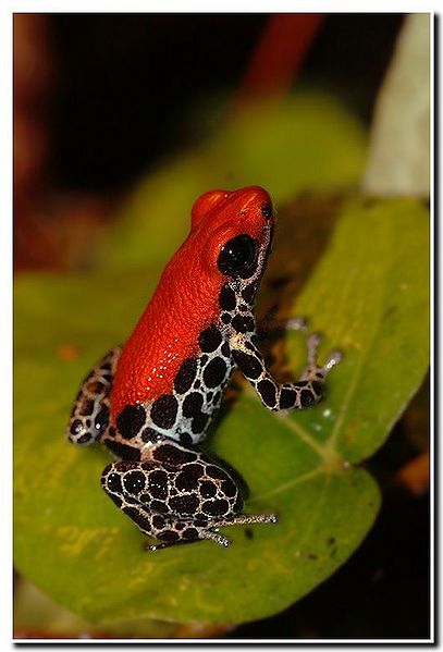 File:Red backed poison frog.jpg