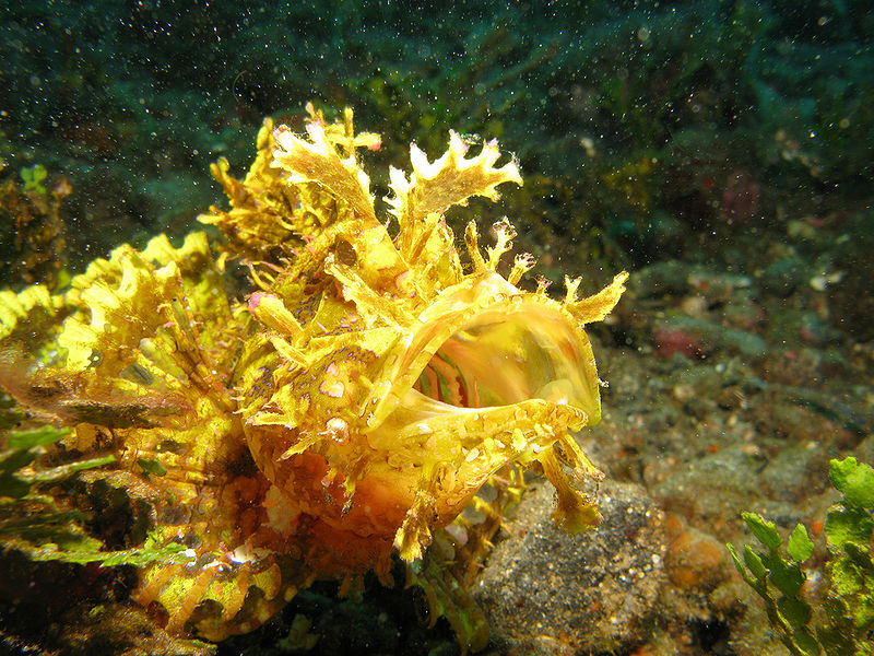 File:Rhinopia Scorpionfish.jpg