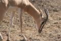 Soemmering's Gazelle (Gazella soemmerringii) Species: Gazella soemmerringii