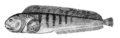 Atlantic wolffish or catfish