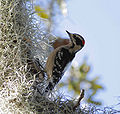 Downy Woodpecker (picoides pubescens) Genus:Picoides
