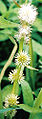 Thumbnail for version as of 02:44, 14 May 2009