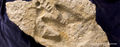 The Alvis Delk Cretaceous Footprint, a human and dinosaur footprint found in Cretaceous rock.