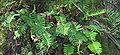 Thumbnail for version as of 23:07, 21 April 2011