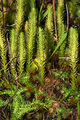 Club Mosses (Lycopodiella Inundata) Class:Lycopodiopsida