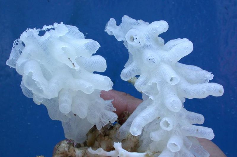 File:Glass sponge.jpg