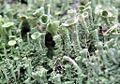 False Pixie Cup (Cladonia chlorophaea) Phylum: Mycophycophyta