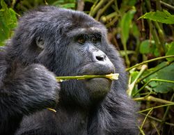 Mountain Gorilla, Uganda (30026677731).jpg
