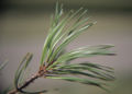 Virginia Pine needles