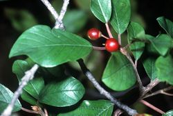 Rhamnus frangula01.jpg