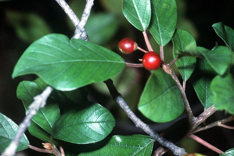 File:Rhamnus frangula01.jpg